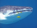   Image taken Artha beach Djibouti Republic while doing snorkeling. Look pilot fishes almost perfect line snorkeling  